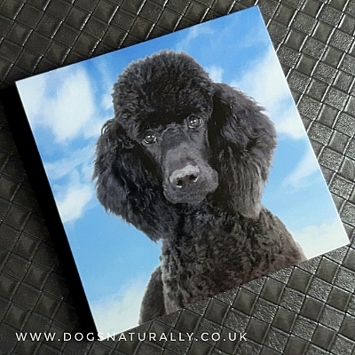 Poodle (Black) Magnetic Note Pad Square